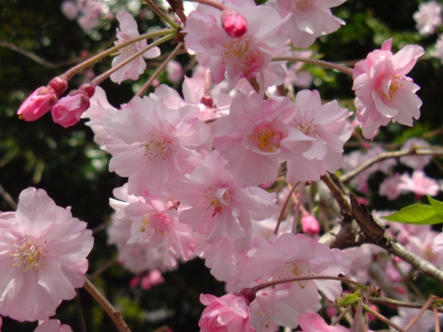 可愛いピンクの桜